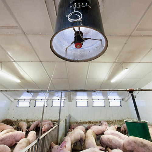 Вентиляция для свиноводства