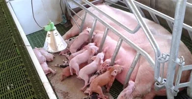 Sertic: EMI ECplus на Granja Mas Badia