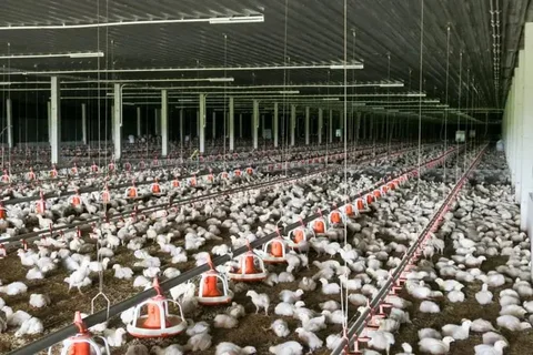 Titinun Farm: ременные конусные вентиляторы в Таиланде