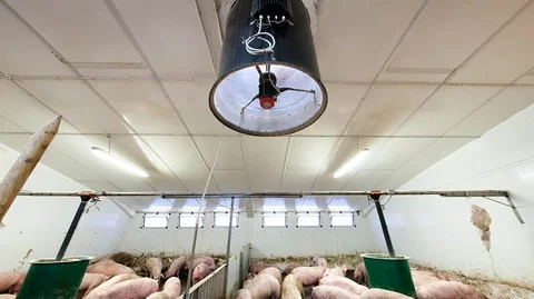 Значение вентиляции для свиноводства