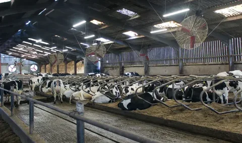 Crooklands Farm: свежий воздух и обдув стойл